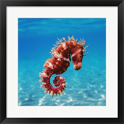 Framed Seahorse Print