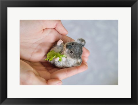 Framed Baby Koala Print