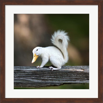 Framed Duckbilled Squirrel Print