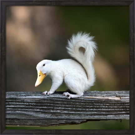 Framed Duckbilled Squirrel Print