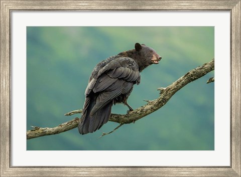 Framed Bearaven Print