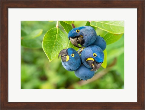 Framed Parrotberries Print