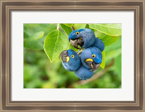 Framed Parrotberries Print