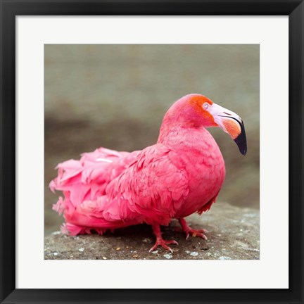 Framed Short neck flamingo Print