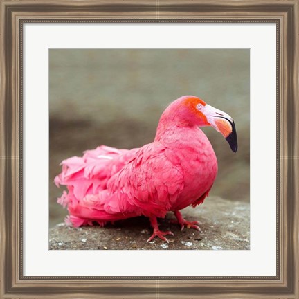 Framed Short neck flamingo Print