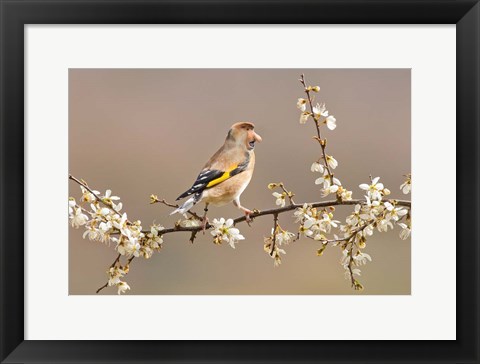 Framed Big Nosed Bird Print