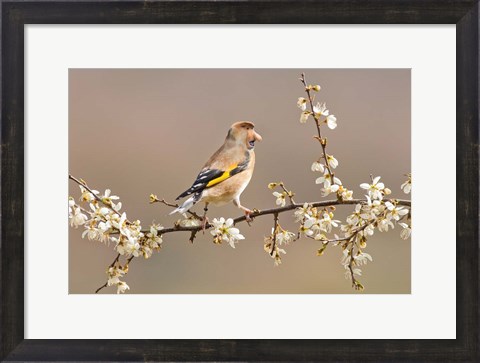 Framed Big Nosed Bird Print