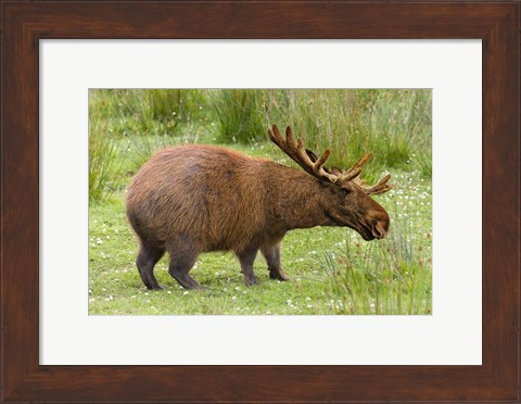 Framed Capybaroose Print