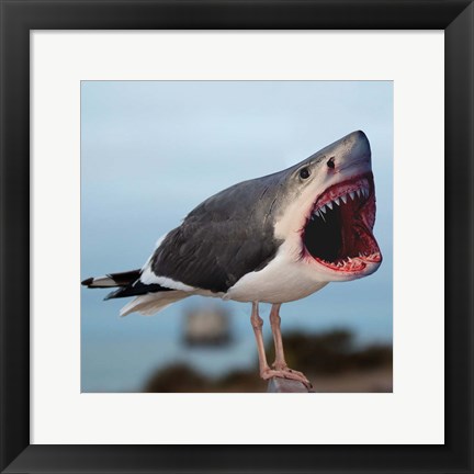 Framed Sharkgull Print