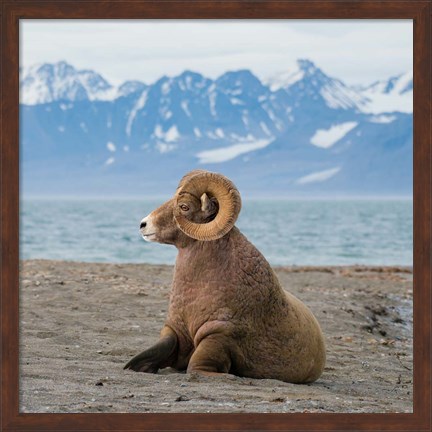 Framed Big Horn Walrus Print