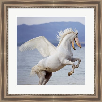 Framed Shoebill Horse Print