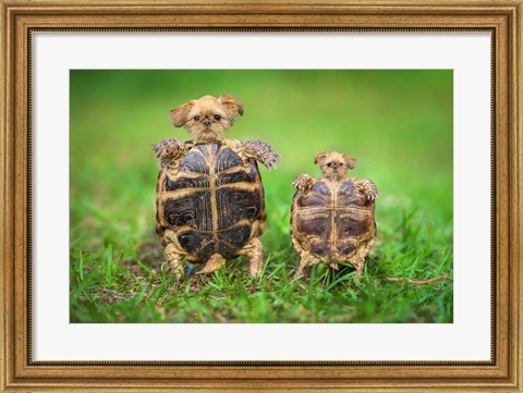 Framed Turtle Pups Print