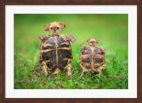 Framed Turtle Pups Print