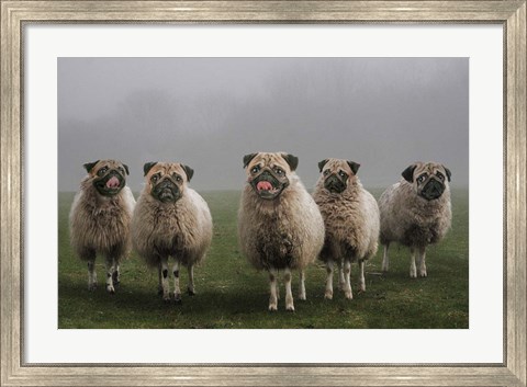 Framed Sheepugs Print