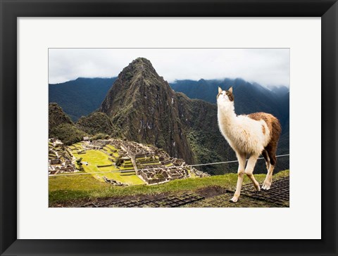 Framed Alpacat Print