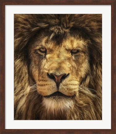 Framed Lion King Print