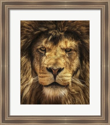 Framed Lion King Print