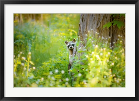 Framed Peek A Boo Print