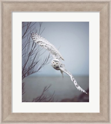 Framed Snowy Owl In Flight Print