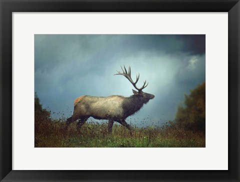 Framed Elk Print