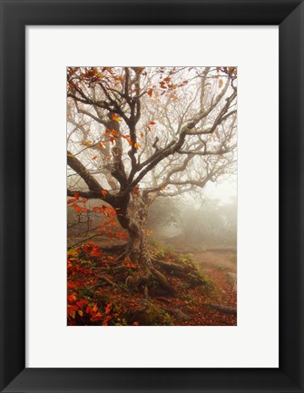 Framed Tree of Seasons Print