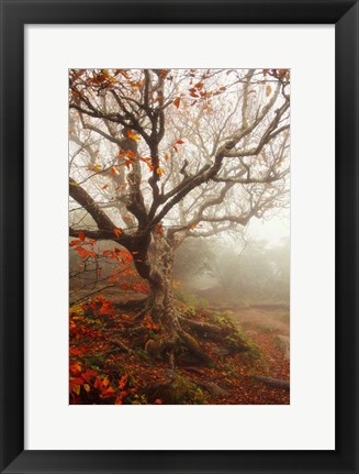 Framed Tree of Seasons Print