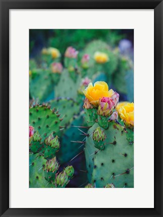 Framed Spring Cacti No. 1 Print