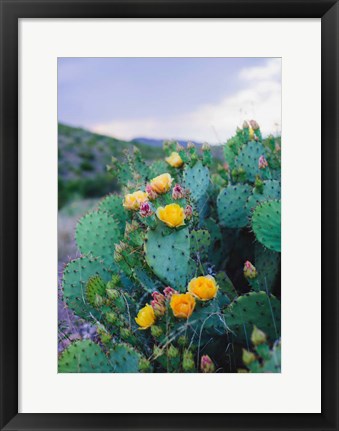 Framed Spring Cacti No. 2 Print