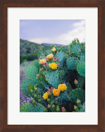 Framed Spring Cacti No. 2 Print