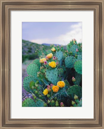 Framed Spring Cacti No. 2 Print