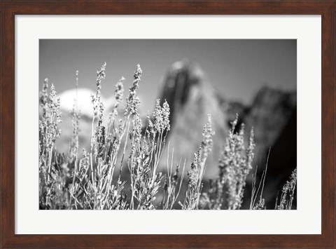 Framed Canyon Sagebrush Print