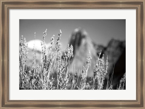 Framed Canyon Sagebrush Print