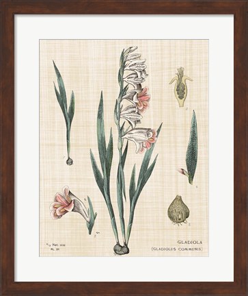 Framed Gladiola Chart Linen Print