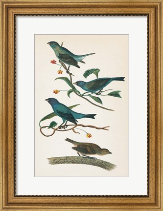 Framed Indigo Bunting Bright Print