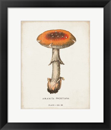 Framed Mushroom Study III Print