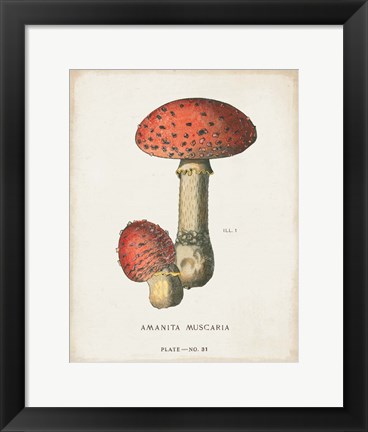 Framed Mushroom Study I Print