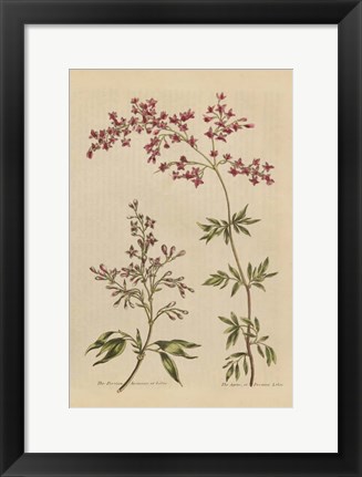 Framed Herbal Botanical I Crop III Print