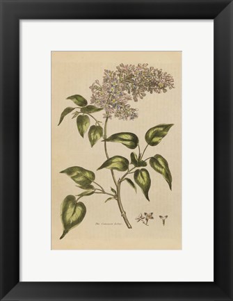 Framed Herbal Botanical I Crop II Print