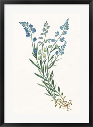 Framed Polygala on White Print