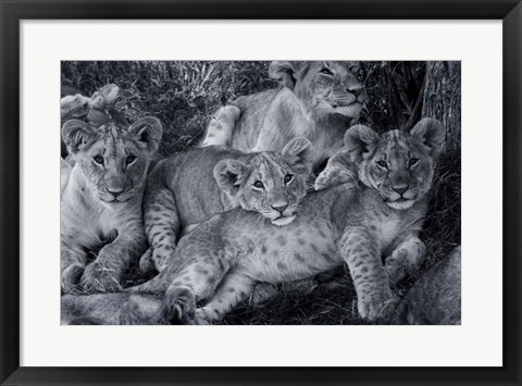 Framed Lion Cub Family Print