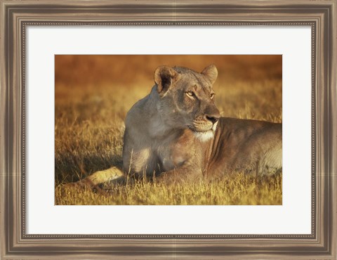 Framed Lioness Sunning Print