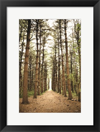 Framed In the Pines I Print