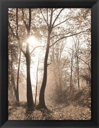 Framed Woodland Sunrise Print