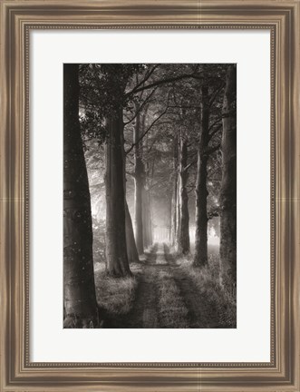 Framed Forest Path Print