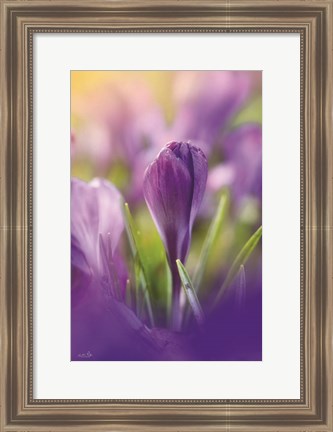 Framed Shining at Sunset Print