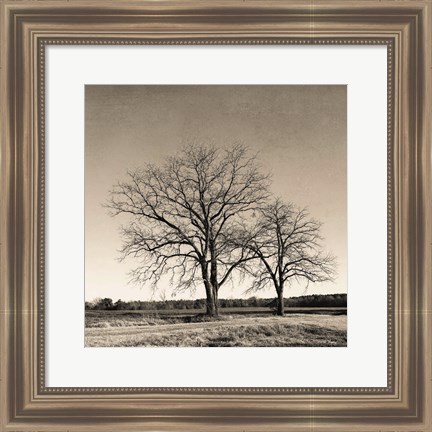 Framed Tree No. 57 Print