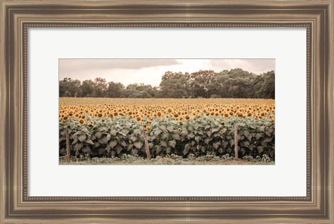 Framed Sunflower Field No. 7 Print