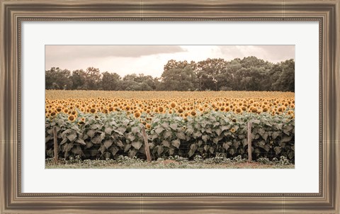 Framed Sunflower Field No. 7 Print