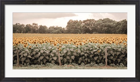 Framed Sunflower Field No. 7 Print