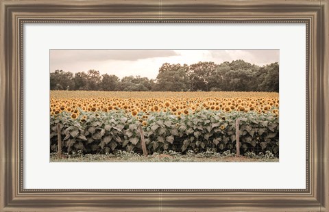 Framed Sunflower Field No. 7 Print